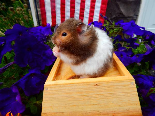 BABY SYRIAN  GOLDEN HAMSTER BABIES (Huntley)