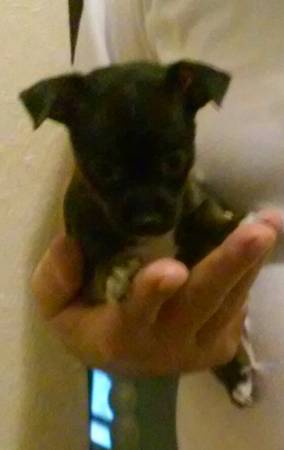 Baby Teacup Chihuahua Puppy (Carrollton)