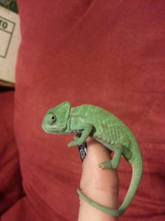 baby veild chameleons (il)