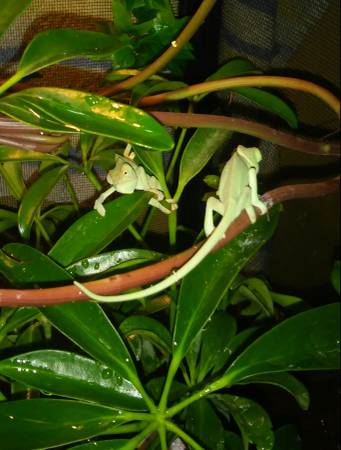 BABY VEILED CHAMELEONS