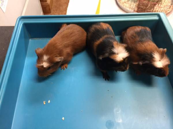 Baby White Crested Guinea Pigs 3 available (Mentor)