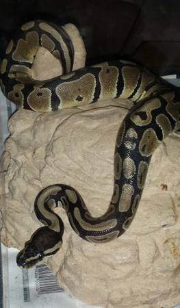 ball python female 5 months and all set up125.00 trade (ocean springs)