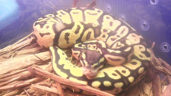 ball python female firefly,ratsnake leopard gecko. (Fenton)