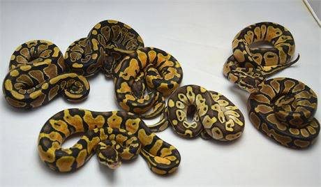 Ball Python morphs ,12 different types (Benton)