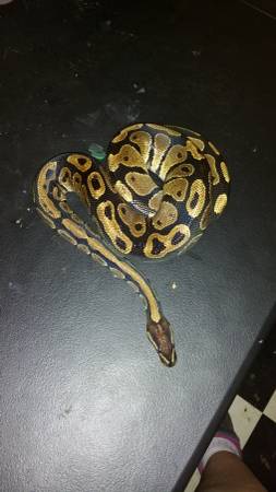 Ball Python (nw okc)