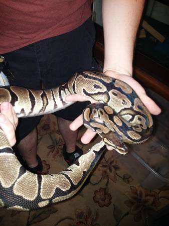 Ball pythons (Avon)