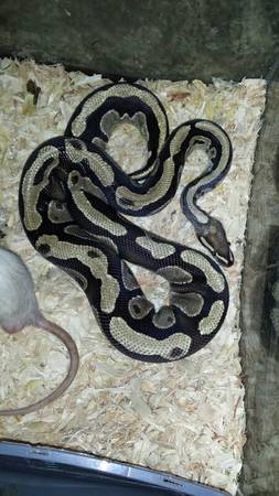 ball pythons (Martinsville)