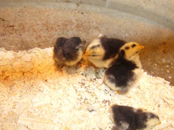 Bantam Cochin chicks (Emmett)