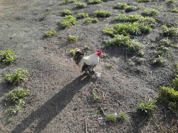 Bantam Roosters For Sale