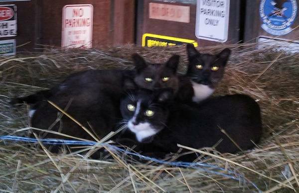 Barn Cats (Oklahoma City)
