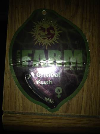 Barneys Farm Critical Kush seeds for Herb