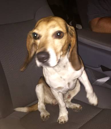 Beagle found Winter Park (Winter Park)