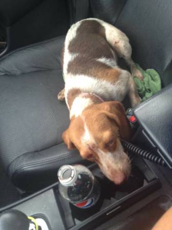 Beagle foundInjuredurgent (Richmond)