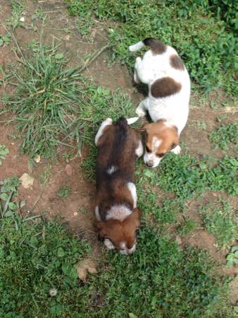 Beagle Heeler Mix Puppies (Nashville and Surrounding Areas)