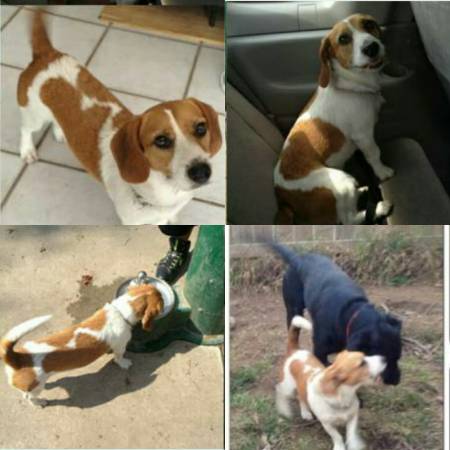 Beagle missing for 2 years (kenner)