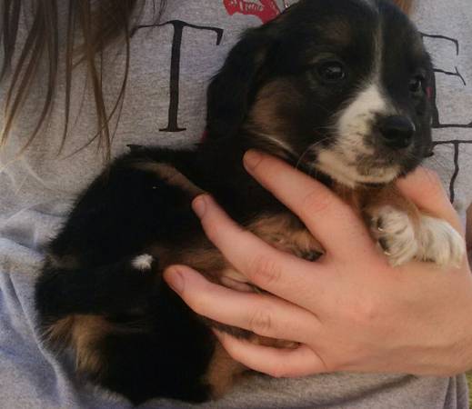 Beagle mix babies