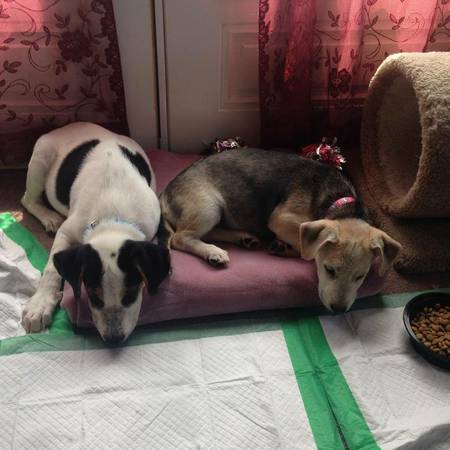 Beagle Mix puppies (Red Bank SC)