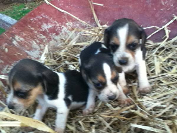 beagle puppies with papers