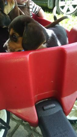 beagles adults and pups (United States)