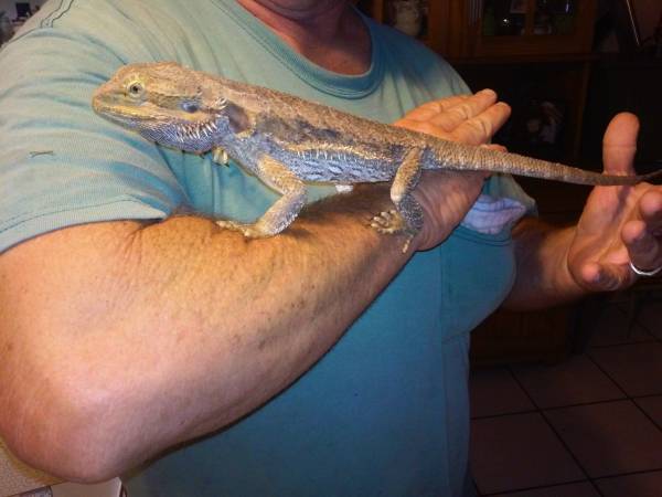 BEARDED DRAGON ADULT WITH CAGE 100.00 (KENDALL)