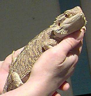 Bearded Dragon (Ardmore)