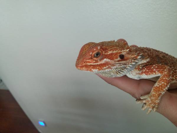 Bearded Dragon (Centennial hills)