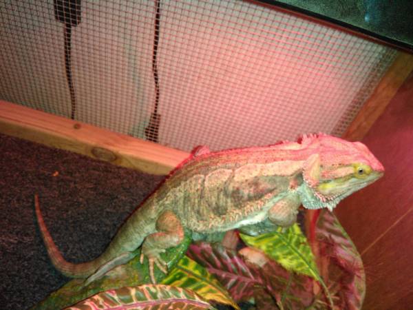 Bearded Dragon for rehoming (Lafitte)