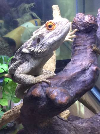 Bearded Dragon (Tacoma)