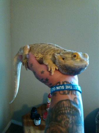 Bearded dragons (Bentonville)