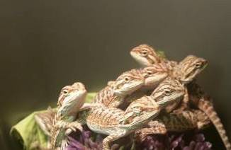 Bearded dragons (Bronx)