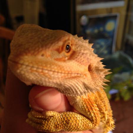 Bearded dragons for good homes great with children (Belmont)