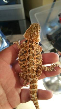 Bearded dragons (Slidell)