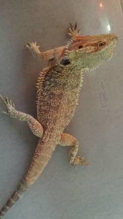 Bearded dragons, supplies (St Paul)