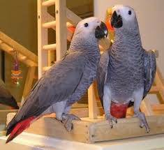 beautiful african Grey talking parrot