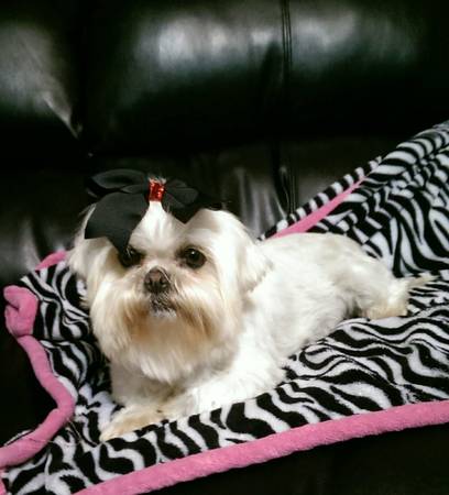 Beautiful AKC Shih Tzu