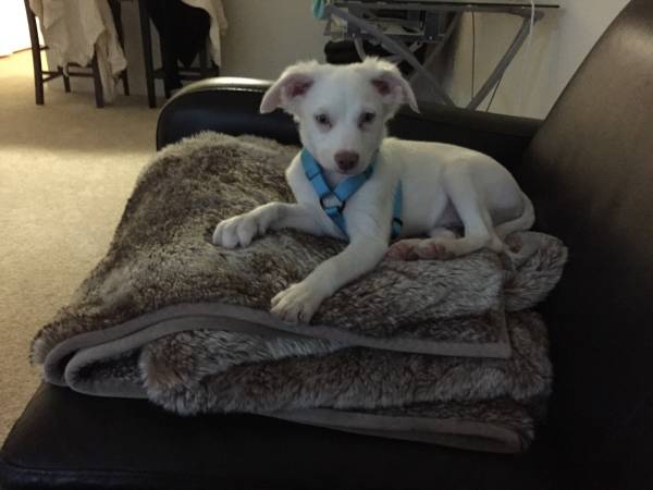 Beautiful All White Blue Eyed Mix Puppy (Plymouth)