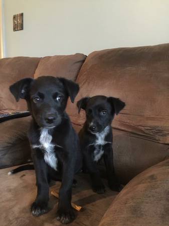 Beautiful Australian ShepherdHeeler mix puppy (McMinnville, TN)