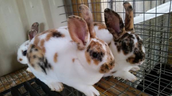 Beautiful Baby Bunny Rabbit Rabbits (Apopka)