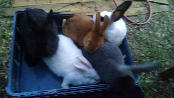 BEAUTIFUL BABY BUNNYS, New Zealand, California, Lionheads, Flop