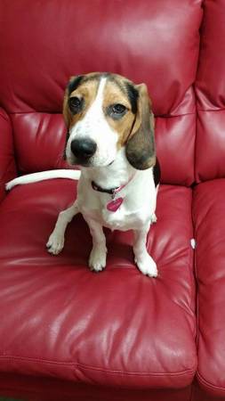 Beautiful beagle puppy (NE Ohio)