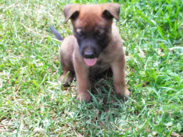 BEAUTIFUL Belgian Malinois puppies