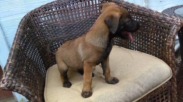 Beautiful Belgian Malinois Puppies