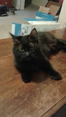 Beautiful black female cat