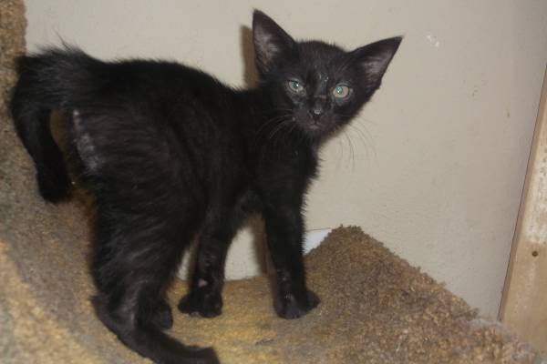 beautiful black kitten ace needs a home (north fort worth)