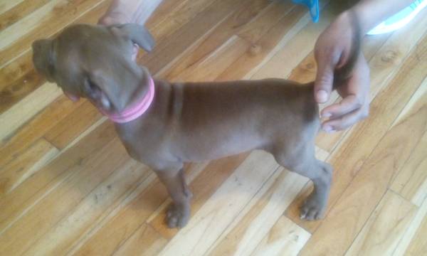 beautiful blue fawn pit pup (by wasinton park)