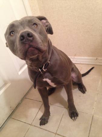 Beautiful blue female pit