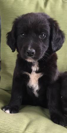 BEAUTIFUL BORDER COLLIE MIX PUPPIES