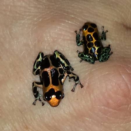 Beautiful Chazuta Imitator Dart Frogs (Southington)