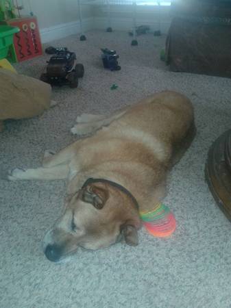 beautiful chowshepherd fully vetted and dental 100 (north fort worth)