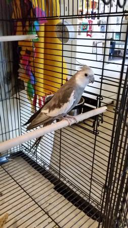 Beautiful Cockatiel, with large cage and accessories (Bentonville)